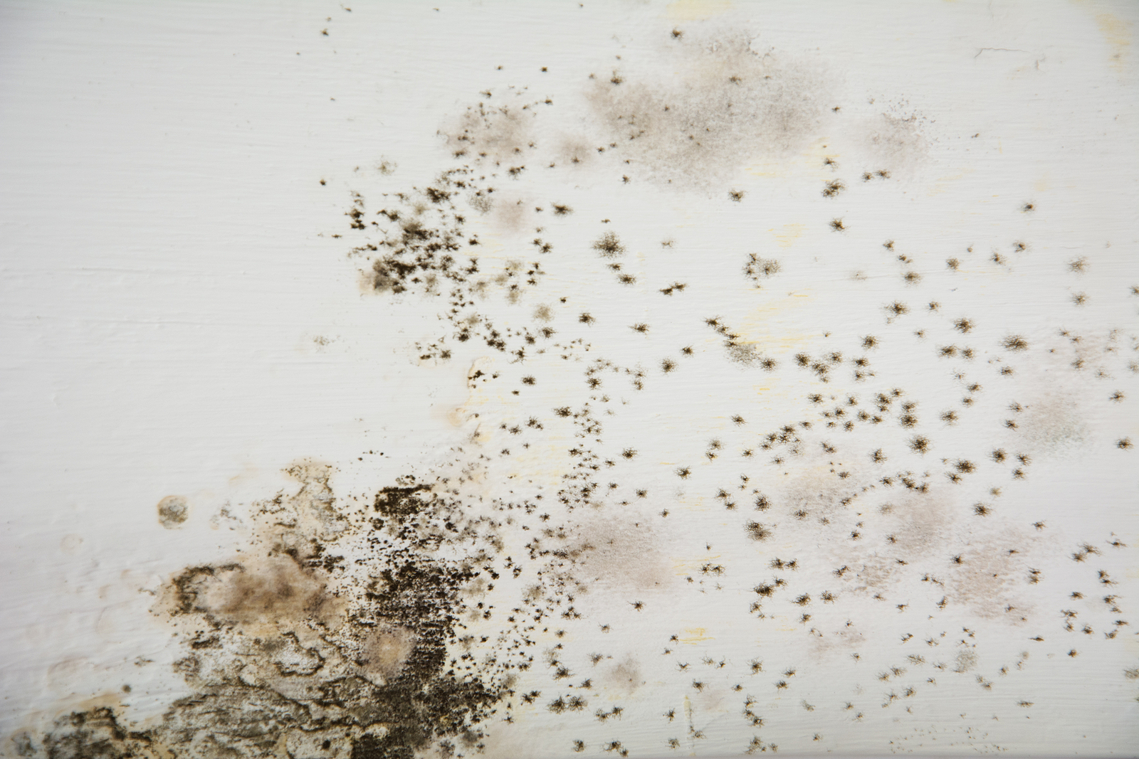Mold On White Background, Fungus On White Background, Bacteria O